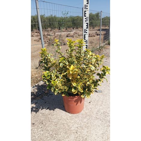 Fusain Euonymus Japonicus Aureus Pot 24 cm Persistant Panaché (1/5)