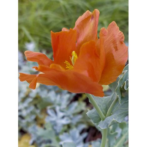 Pavot cornu flavum f. fulvum Godet de 8/9 cm (1/2)
