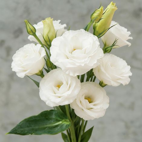 1000 White Lisianthus Seeds – Pure Elegant Double-Flowered Eustoma for Garden and Decorative Use