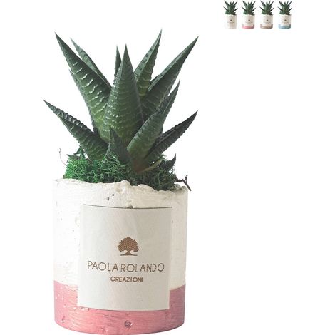 Plante grasse d'intérieur en pot blanc décoratif Paola Rolando Flora - Rose
