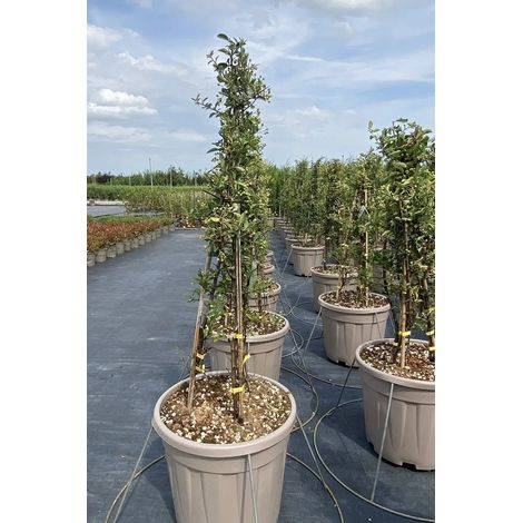 Gardenaria Pyracantha 'Soleil d'or' - Arbusto ornamentale da giardino - Altezza: 50/70 cm (vaso19) (1/5)