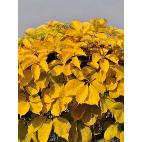 Vigne vierge 'Yellow Wall' Pot de 3L/4L (1/2)