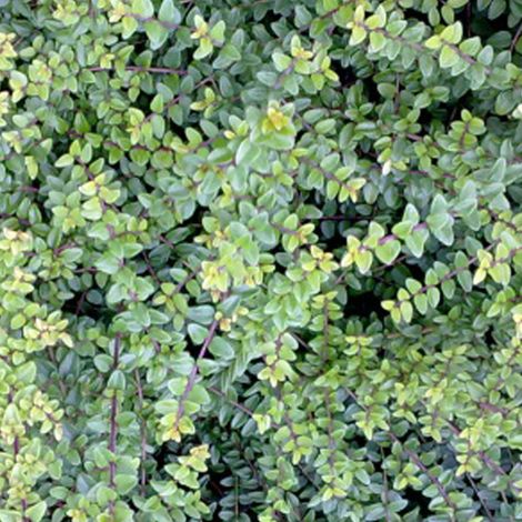 Chèvrefeuille à feuilles de buis 'Ernest Wilson' - 40-50 cm pot
