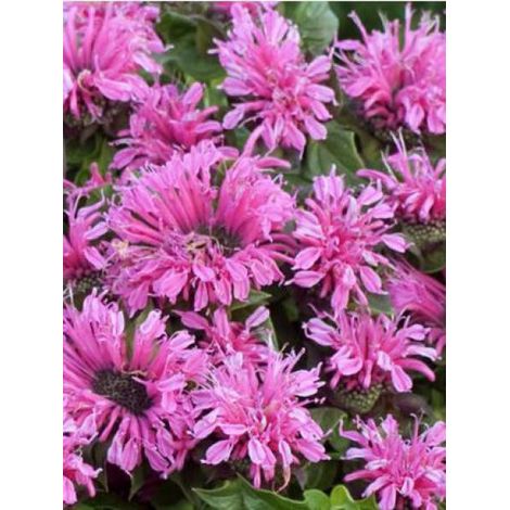 Monarde 'Cranberry Lace'® Godet de 8/9 cm (1/2)