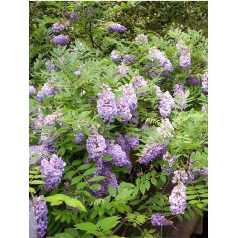 Glycine 'Amethyst Falls' Pot de 3L/4L, Plant issu de bouture