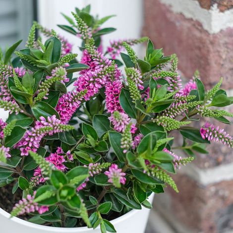 1 PIANTA DI HEBE ALL BLOOMS VASO 9CM