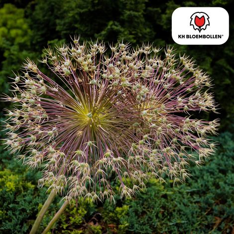 Lot de 5 Bulbes d'Allium schubertii Ail d'ornement Floraison Spectaculaire en Feu d'Artifice - PANGIVO (1/3)