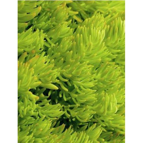 Orpin 'Lemon Ball' Godet de 8/9 cm (1/3)