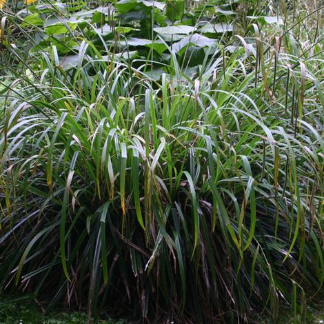4 x Laîche pendante - Carex pendula  - godet 9x9 cm
