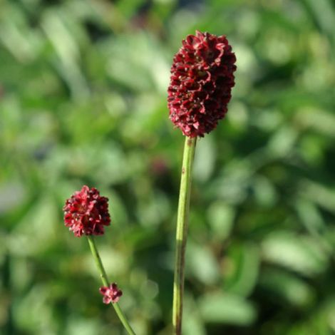 Sanguisorba