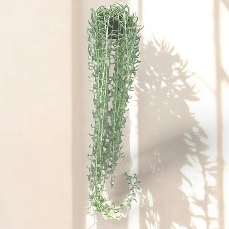 Gardenaria Senecio radicans - Pianta da interno ornamentale - Altezza: 80 cm ( vaso 14) (1/5)