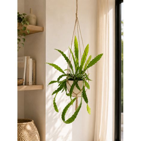 Gardenaria Epiphyllum fruhlingsgold - Pianta da interno ornamentale - Altezza: 33 cm (vaso 12) (1/5)