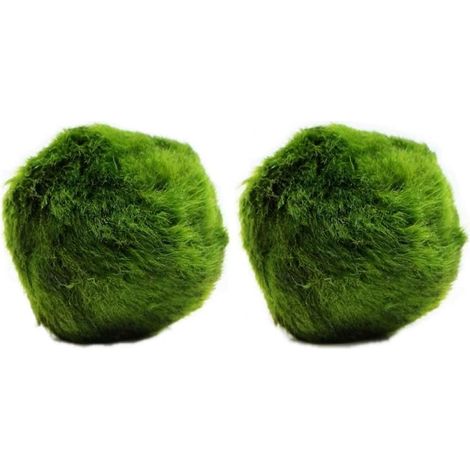 2 Large Marimo Moss Balls, Always Fresh Live Aquarium Plant, Cladophora aegagropila (1/2)
