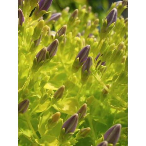 Campanule garganica 'Dickson's Gold' Godet de 8/9 cm (1/4)