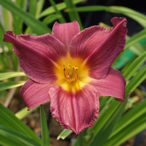 4 x Lis d'un jour - Hemerocallis 'Summer Wine' - godet 9x9 cm (1/4)