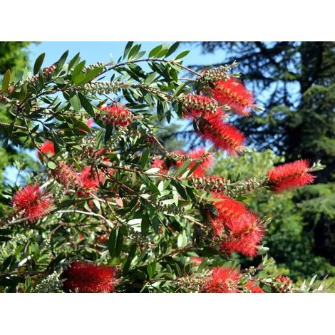 Gardenaria Callistemon Laevis - Arbusto ornamentale da giardino - Altezza: 100/120 cm (vaso20) (1/5)
