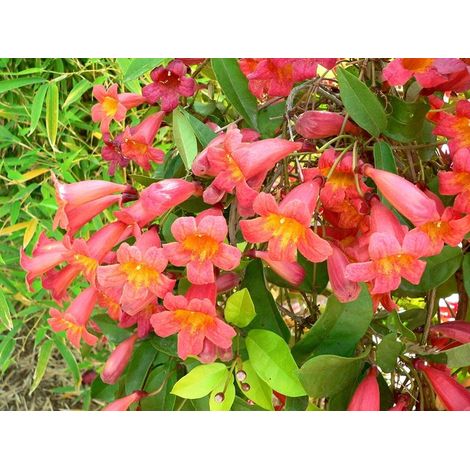 Bignonia Campsis Radicans pot 18cm H 100 cm