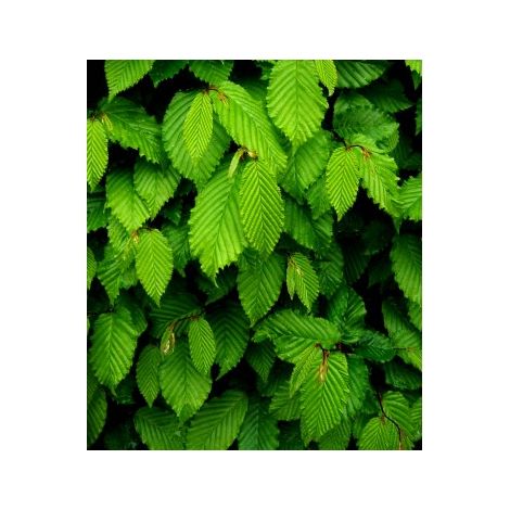 4 Plantas de Carpe para Setos. Carpinus Betulus. 30 - 40 Cm (1/2)