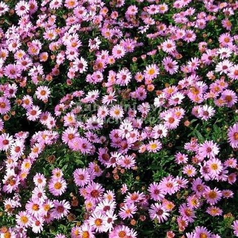 x Aster d'automne rose/violet - Vivace rustique - Aster dumosus Anneke en pot de 9x9cm, hauteur 5-10cm (1/5)