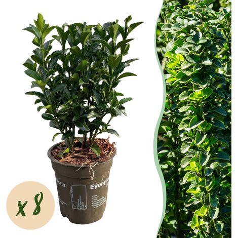 Euonymus japonica Green Spire Lot de 8 Plantes de Haie Persistante Fusain du Japon Pot 9cm 20-25cm - PANGIVO (1/5)