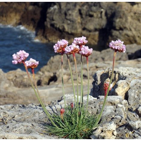 Semillas de Clavelina de Mar. Armeria Lucheana. 1000 Semillas