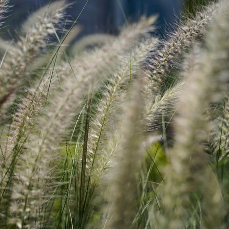 Herbe aux écouvillons Gelbstiel' - Pennisetum alopecuroides Gelbstiel' pot 3L (1/2)