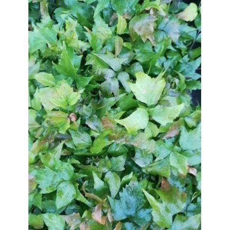 6 x Cyrtomium falcatum - IJZERVAREN - pot 9 x 9 cm