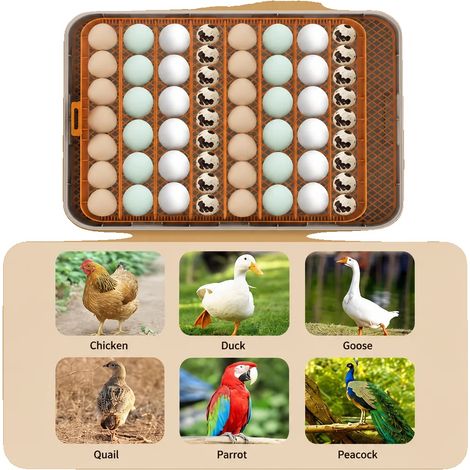 Incubadora de huevos, capacidad para 56 huevos, material plástico de alta calidad, dimensiones 22 x 15 x 11 pulgadas, control automático de humedad, volteador de huevos con apagado inteligente. (1/5)
