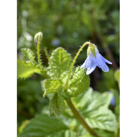 Bourrache naine Godet de 8/9 cm (1/2)