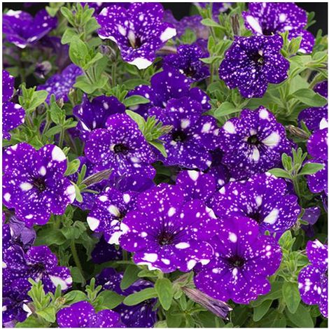 Graines de Pétunia Night Sky 3000 – Semences Annuelles pour Jardin et Suspensions – Fleurs Colorées pour Massifs et Pots