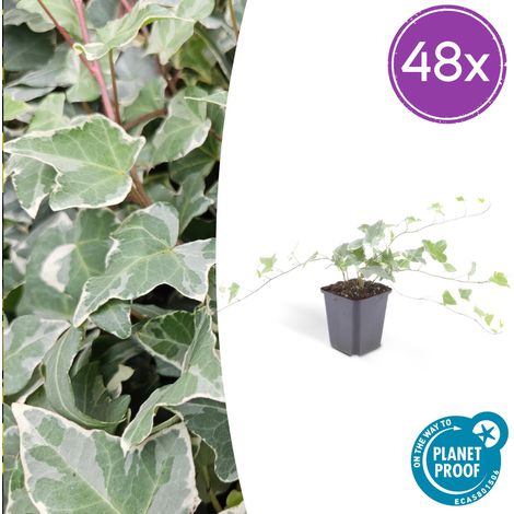 Lot de 48 Lierres Hedera helix 'Glacier' Plante Grimpante et Couvre-sol Feuillage Argenté Ø9cm - PANGIVO (1/5)