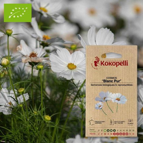 Cosmos Blanc Pur