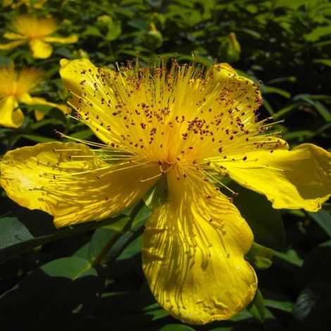 Pépinières Naudet – Millepertuis à grandes fleurs – Arbuste semi-persistant – Fleurs jaunes d'or de juillet à septembre – Rusticité jusqu'à -15°C
