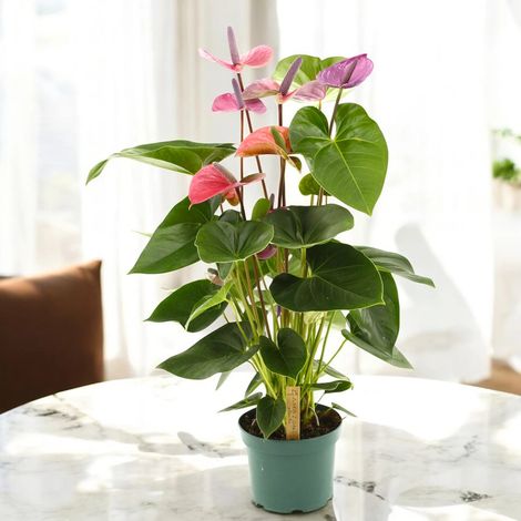 Gardenaria Anthurium andreanum 'Cavalli' - Pianta da interno ornamentale - Altezza: 50 cm (vaso 14)