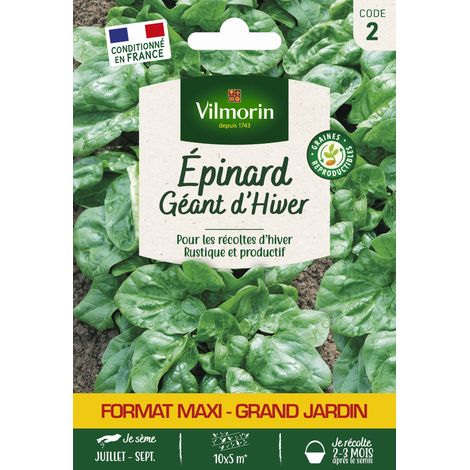 Epinard Géant d'Hiver Vilmorin (1/2)
