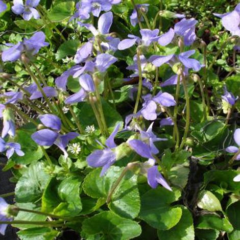 4 x Violette sororia  - Viola sororia 'Blue Diamond'  - godet (1/4)