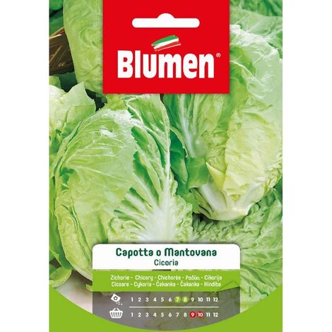 SEMI CICORIA CAPOTTA O MANTOVANA