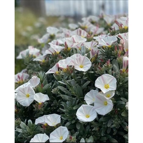 3 piante di Convolvulus cneorum in vaso 8 h 20/40 cm– convolvolo bianco sempreverde – arbusto mediterraneo compatto – ideale per giardino e bordure