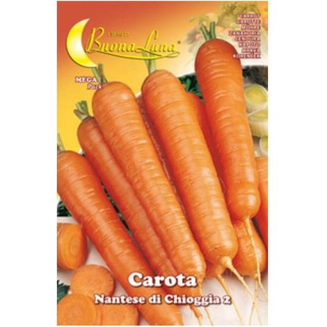 10 x SEMI ORTO CAROTA DI CHIOGGIA