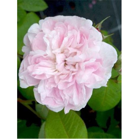 Rose des peintres 'Fantin Latour' Pot de 4L/5L (1/2)