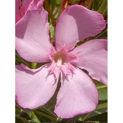 Laurier rose 'Emilie' Pot de 3L/4L, Buisson (1/2)