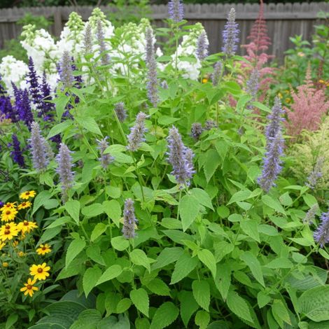 Agastache Anisée - Sans traitement/Lot de 3 godets (1/5)