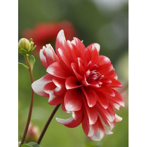 Dahlia décoratif 'Nagano' Bulbe calibre I