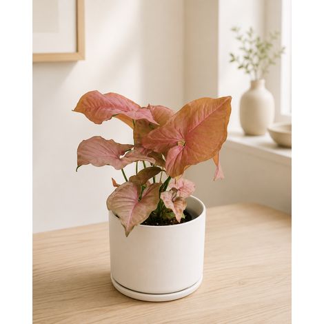 Gardenaria Syngonium 'Neon' - Pianta da interno ornamentale - Altezza: 25 cm (vaso 12) (1/3)