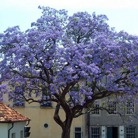 PAULOWNIA TOMENTOSA (1 PIANTA)