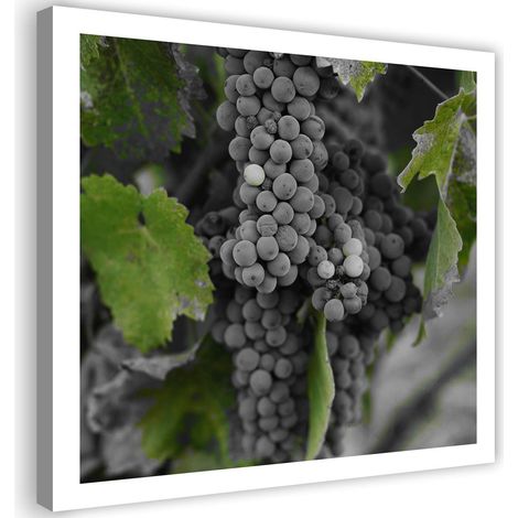 Tableau sur toile Feuille de raisin Plante 50x50 (1/5)