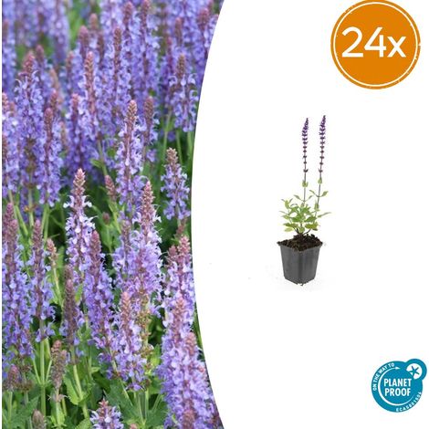 Lot de 24 Sauges des bois Salvia nemorosa 'Caradonna' Fleurs Violettes et Mellifères Pot Ø 9 cm - PANGIVO (1/5)
