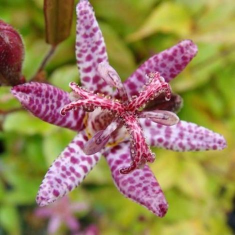 Lis orchidée hirta/Godet