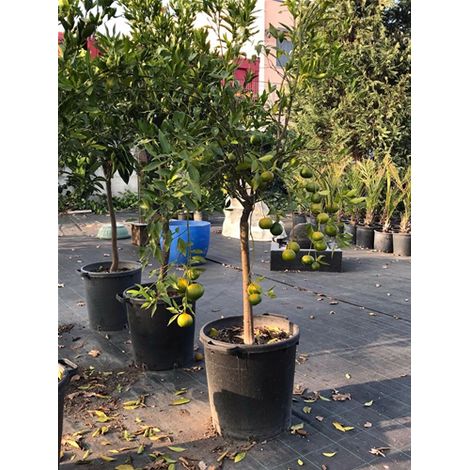 Pianta di Agrumi di Sicilia Kumquat 12 anni in Mastellino  40 cm Kumquat - Select 1: Mandarino (1/2)