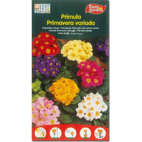 Fito semillas flores prímula primavera variada
